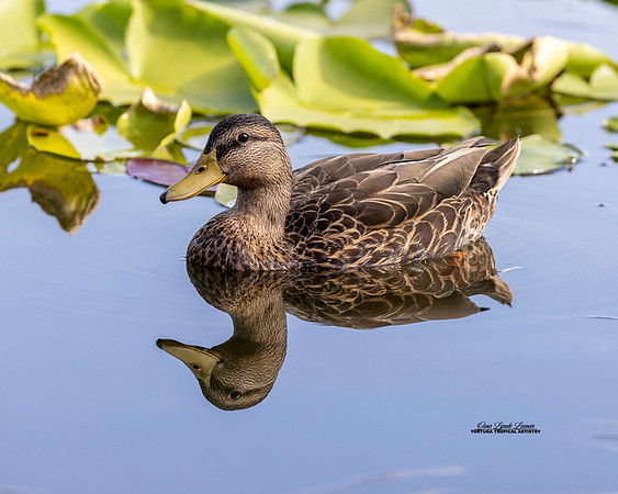 Solo-Mallard