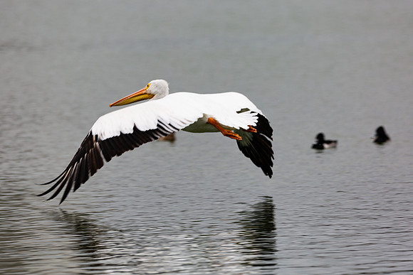 7A7A1567