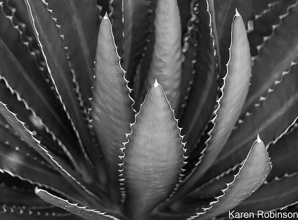 _DSC0659-Edit