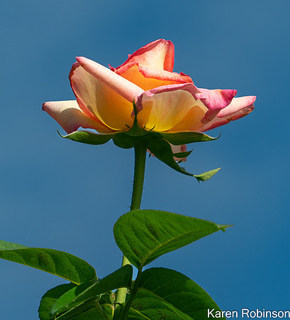 _DSC0647